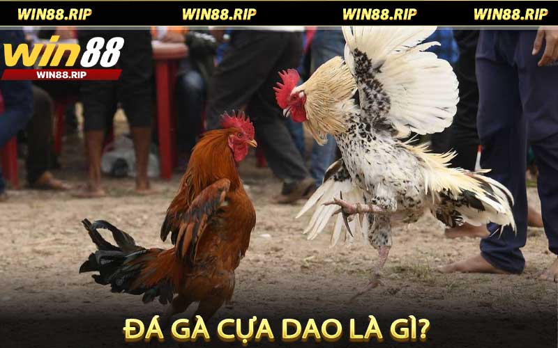 đá gà cựa dao
